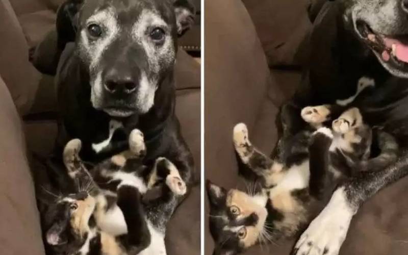 Cachorro acha que gatinha adotada foi um presente para ele cachorro-acha-que-gatinha-adotada-foi-um-presente
