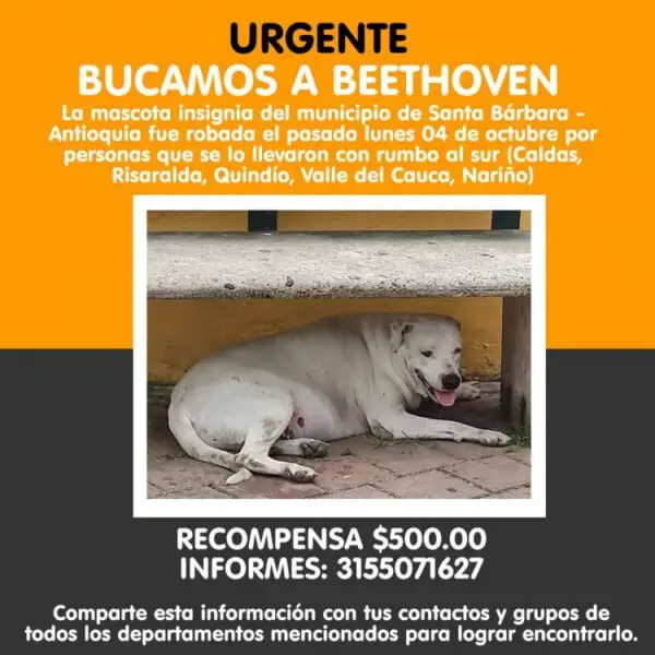 Uma cidade inteira se junta para comemorar o retorno de um cachorrinho desaparecido Uma cidade inteira se junta para comemorar o retorno de um cachorrinho desaparecido