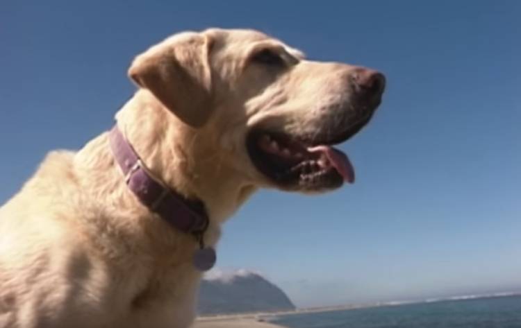 Este cachorro cego salvou uma garota de afogamento cachorro-cego-salvou-uma-garota-de-afogamento