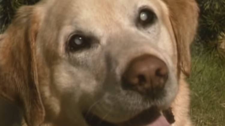 Este cachorro cego salvou uma garota de afogamento cachorro-cego-salvou-uma-garota-de-afogamento