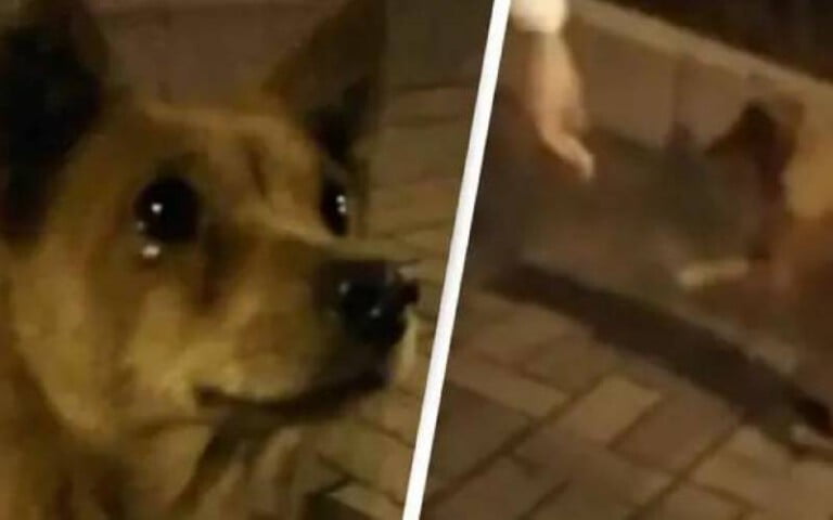 Cãozinho abandonado se emociona e chora ao ser alimentado por pedestre