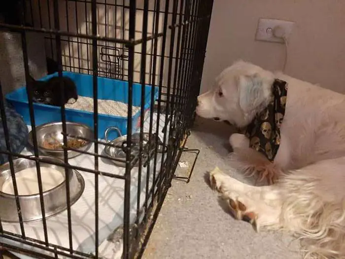 Cachorro cego e surdo conforta todos os animais que chegam ao abrigo cachorro-deficiente-recepciona-todos-os-animais-que-chegam-ao-abrigo