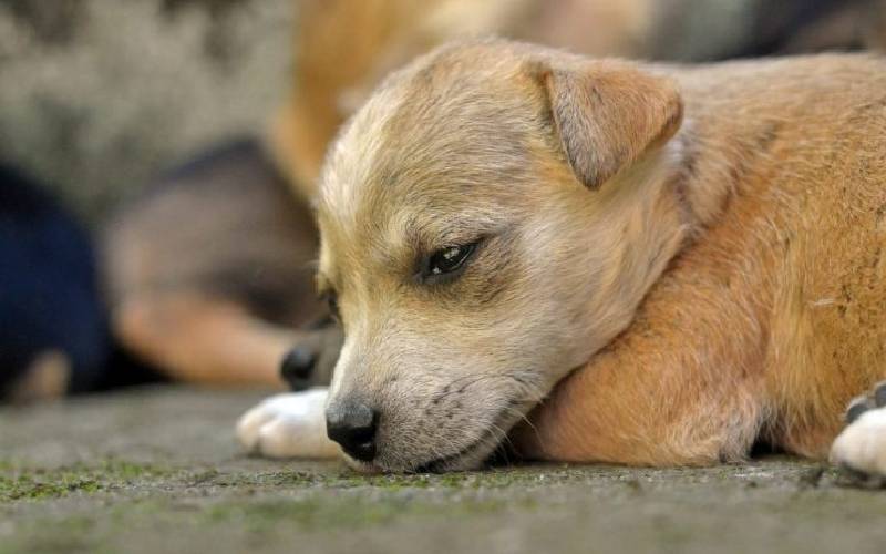 Cachorro jogado pela janela de um caminhão em movimento é adotado por homem que viu e lhe socorreu cachorro-e-atirado-pela-janela-de-um-caminhao