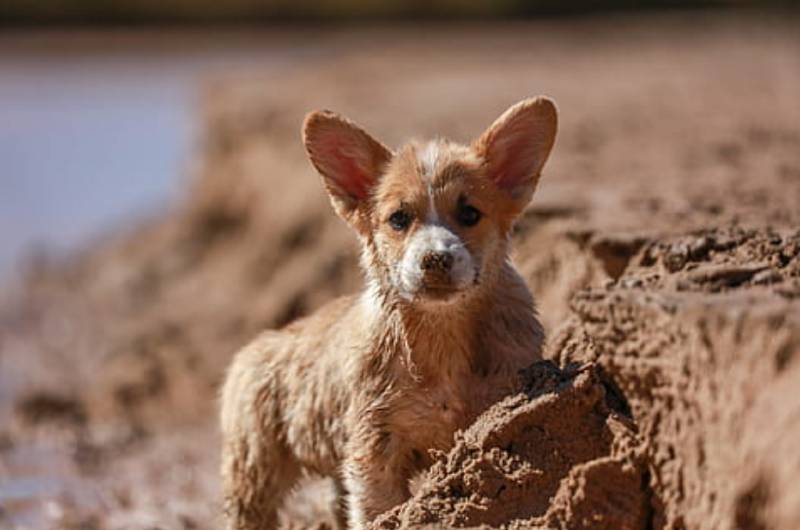 Cachorro jogado pela janela de um caminhão em movimento é adotado por homem que viu e lhe socorreu cachorro-e-atirado-pela-janela-de-um-caminhao