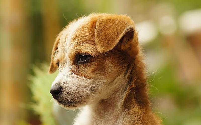 Cachorro jogado pela janela de um caminhão em movimento é adotado por homem que viu e lhe socorreu cachorro-e-atirado-pela-janela-de-um-caminhao