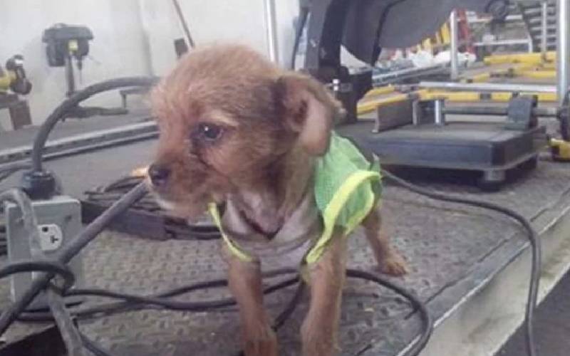 Cachorro jogado pela janela de um caminhão em movimento é adotado por homem que viu e lhe socorreu cachorro-e-atirado-pela-janela-de-um-caminhao