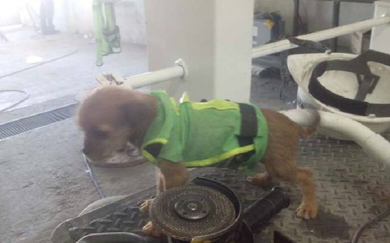 Cachorro jogado pela janela de um caminhão em movimento é adotado por homem que viu e lhe socorreu cachorro-e-atirado-pela-janela-de-um-caminhao