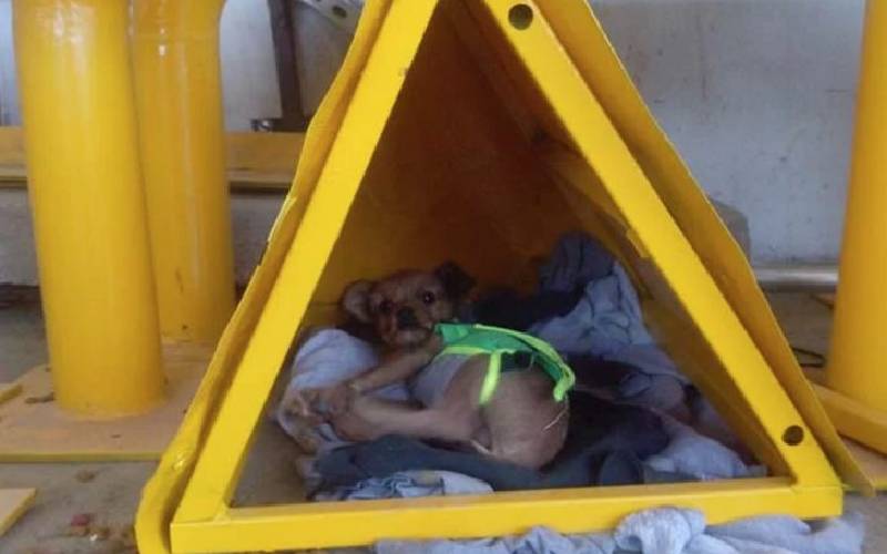 Cachorro jogado pela janela de um caminhão em movimento é adotado por homem que viu e lhe socorreu cachorro-e-atirado-pela-janela-de-um-caminhao