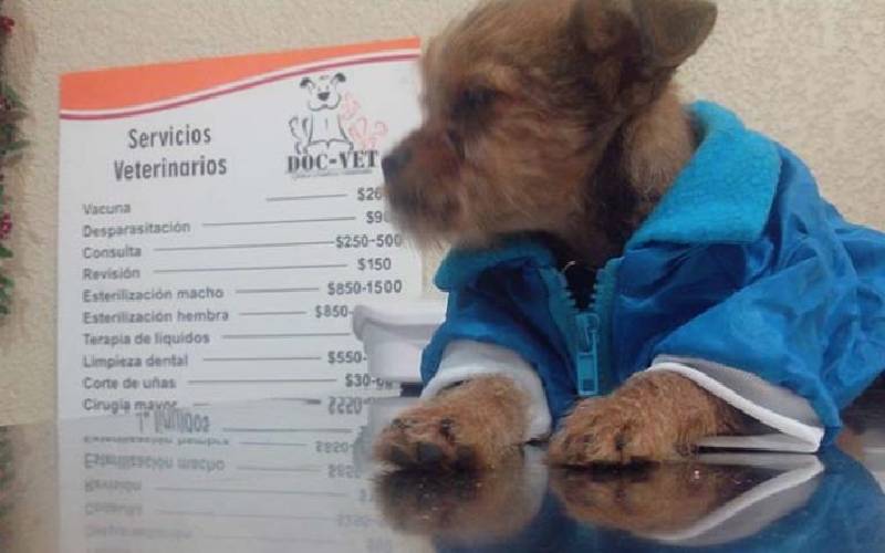 Cachorro jogado pela janela de um caminhão em movimento é adotado por homem que viu e lhe socorreu cachorro-e-atirado-pela-janela-de-um-caminhao
