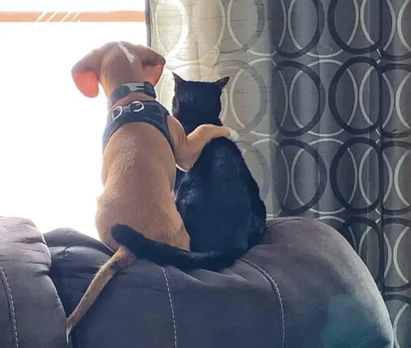 Cachorrinho compartilha com seu amigo gato um momento de observação de pássaros cachorro-e-gato-se-tornam-observadores-de-passaros