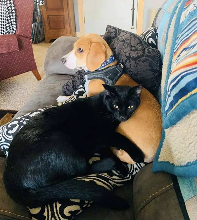 Cachorrinho compartilha com seu amigo gato um momento de observação de pássaros cachorro-e-gato-se-tornam-observadores-de-passaros