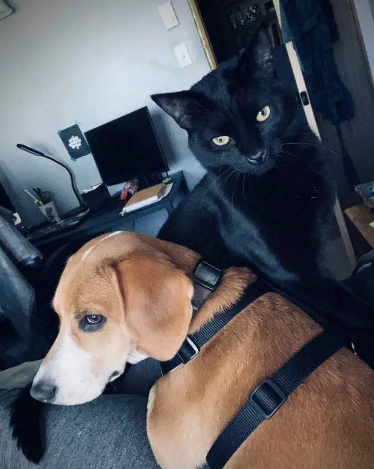 Cachorrinho compartilha com seu amigo gato um momento de observação de pássaros cachorro-e-gato-se-tornam-observadores-de-passaros