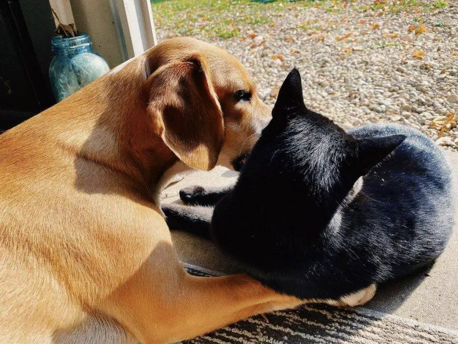 Cachorrinho compartilha com seu amigo gato um momento de observação de pássaros cachorro-e-gato-se-tornam-observadores-de-passaros