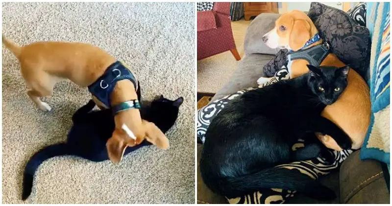 Cachorrinho compartilha com seu amigo gato um momento de observação de pássaros cachorro-e-gato-se-tornam-observadores-de-passaros