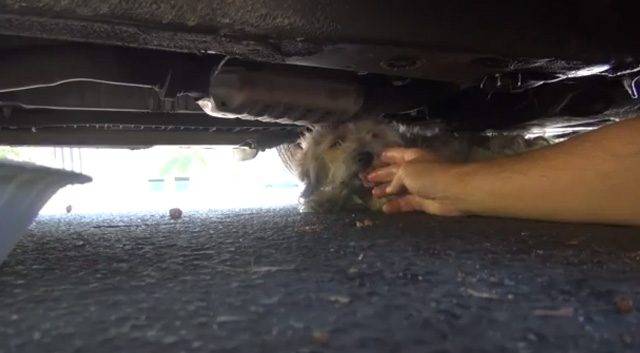 Cachorro doente escondido debaixo do carro, recebeu amor de uma família que conseguiu transformá-lo cachorro-escondido-e-doente-e-familia-conseguiu-transforma-lo