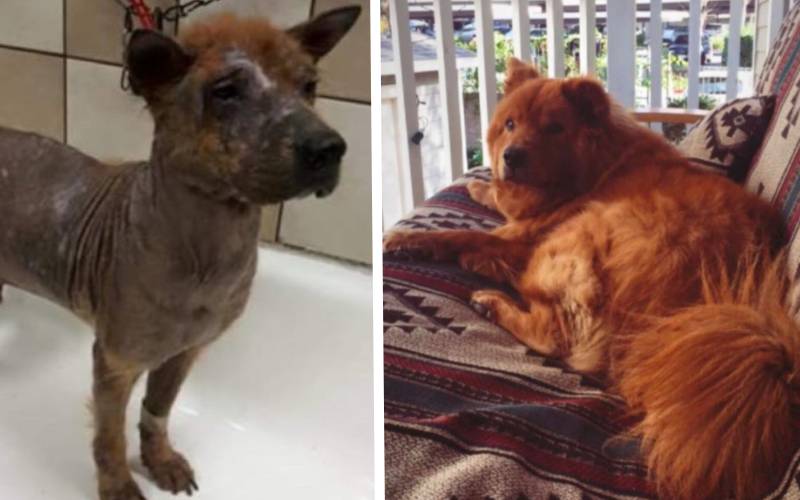 Cachorro doente escondido debaixo do carro, recebeu amor de uma família que conseguiu transformá-lo cachorro-escondido-e-doente-e-familia-conseguiu-transforma-lo