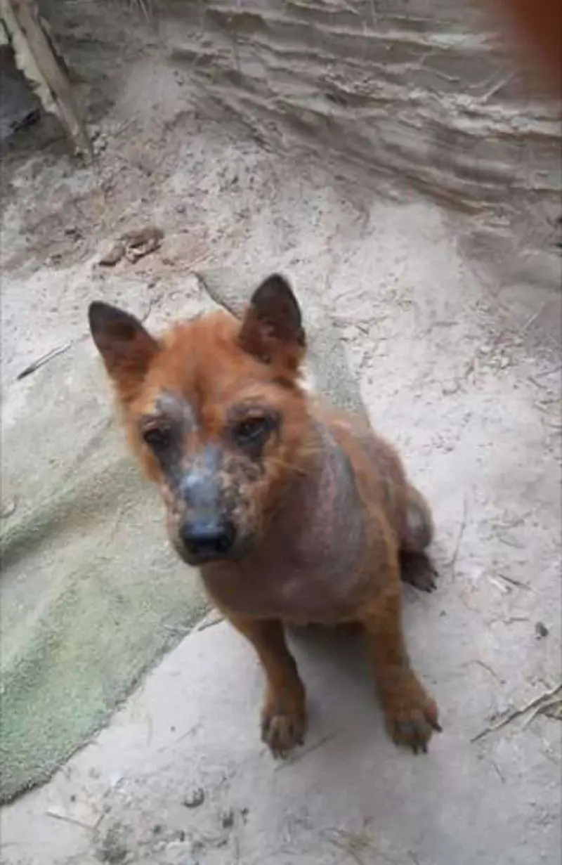 Cachorro doente escondido debaixo do carro, recebeu amor de uma família que conseguiu transformá-lo cachorro-escondido-e-doente-e-familia-conseguiu-transforma-lo