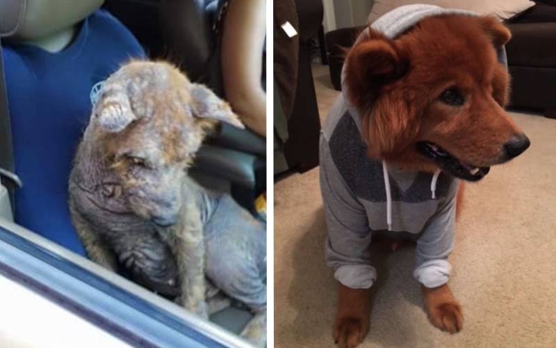 Cachorro doente escondido debaixo do carro, recebeu amor de uma família que conseguiu transformá-lo cachorro-escondido-e-doente-e-familia-conseguiu-transforma-lo