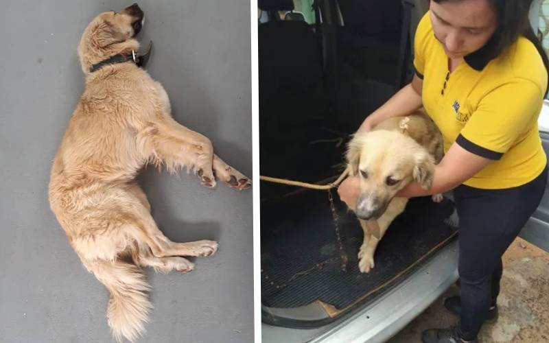 Cachorro esperou a tutora por 8 dias fora do hospital, sem saber que ela tinha falecido cachorro-espera-tutora-por-uma-semana