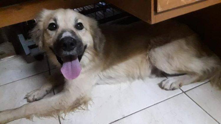 Cachorro esperou a tutora por 8 dias fora do hospital, sem saber que ela tinha falecido cachorro-espera-tutora-por-uma-semana