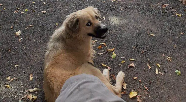 Cachorro esperou a tutora por 8 dias fora do hospital, sem saber que ela tinha falecido cachorro-espera-tutora-por-uma-semana
