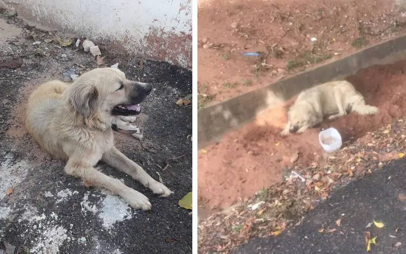 Cachorro esperou a tutora por 8 dias fora do hospital, sem saber que ela tinha falecido cachorro-espera-tutora-por-uma-semana
