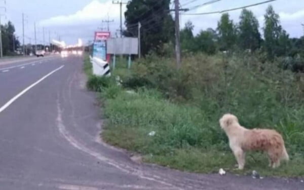 Este cachorro esperou quatro anos para reencontrar sua família cachorro-esperou-quatro-anos-pela-familia