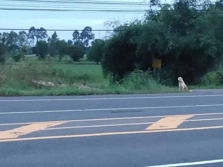 Este cachorro esperou quatro anos para reencontrar sua família cachorro-esperou-quatro-anos-pela-familia