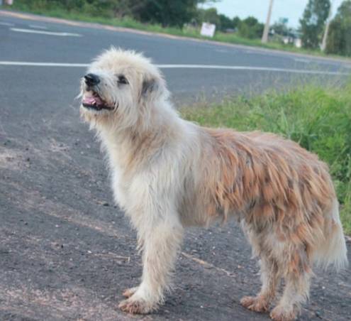 Este cachorro esperou quatro anos para reencontrar sua família cachorro-esperou-quatro-anos-pela-familia