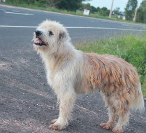 cachorro-esperou-quatro-anos-pela-familia