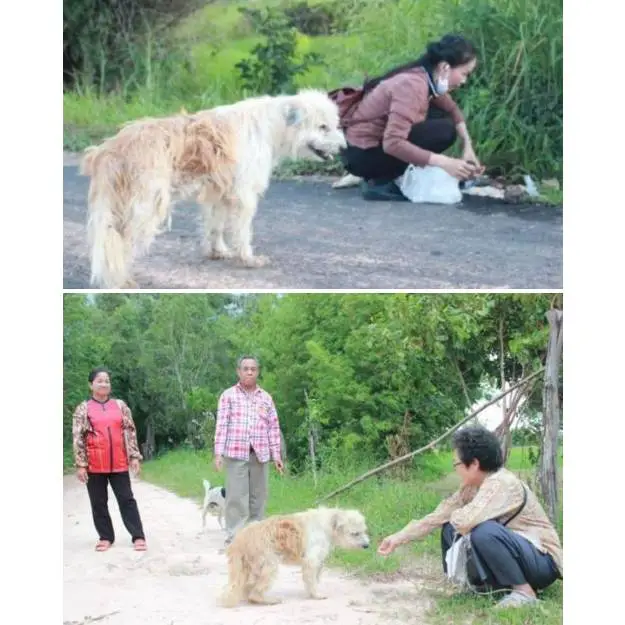 Este cachorro esperou quatro anos para reencontrar sua família cachorro-esperou-quatro-anos-pela-familia