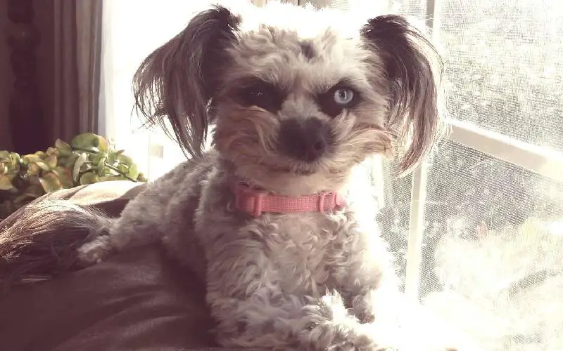 Cachorrinho espiando sobre uma cerca está assustando muitas pessoas cachorro-esta-assustando-muitas-pessoas