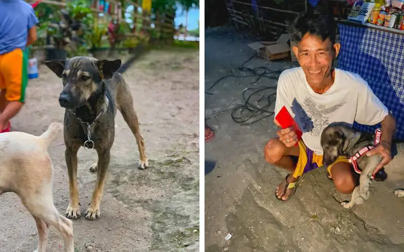 cachorro-leva-motociclista-ate-bebe-abandonado