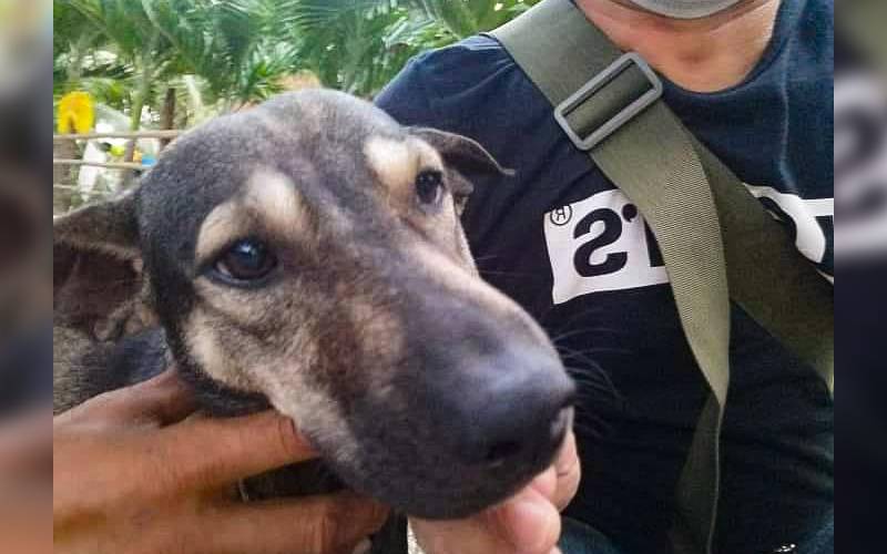 cachorro-leva-motociclista-ate-bebe-abandonado