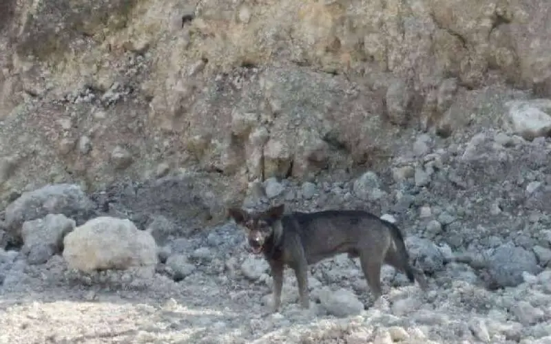 cachorro-leva-motociclista-ate-bebe-abandonado