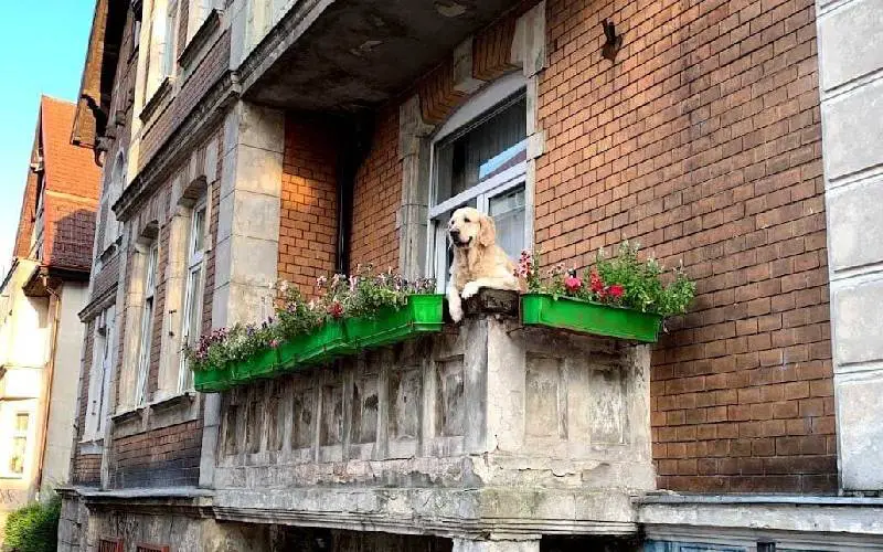 cachorro-na-varanda-e-a-nova-atracao-turistica-da-Polonia