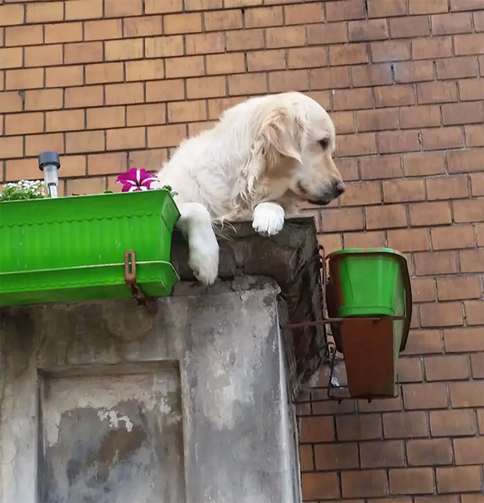 Este cachorro na varanda tornou-se atração turística