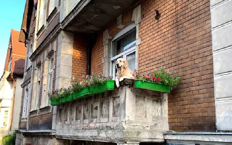 cachorro-na-varanda-e-a-nova-atracao-turistica-da-Polonia