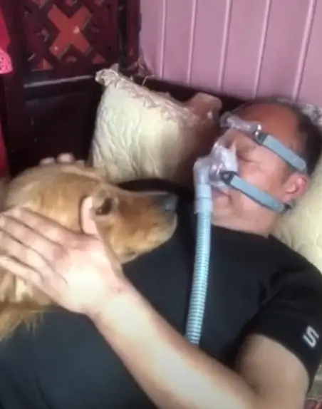 Cachorro não suporta ver seu tutor sofrer e se recusa a sair do lado dele cachorro-passa-o-tempo-todo-na-cama-ao-lado-do-tutor-doente