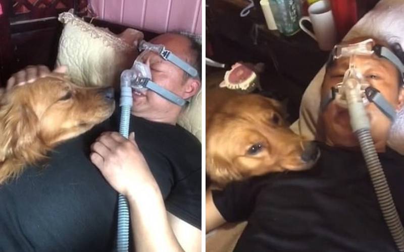 Cachorro não suporta ver seu tutor sofrer e se recusa a sair do lado dele cachorro-passa-o-tempo-todo-na-cama-ao-lado-do-tutor-doente
