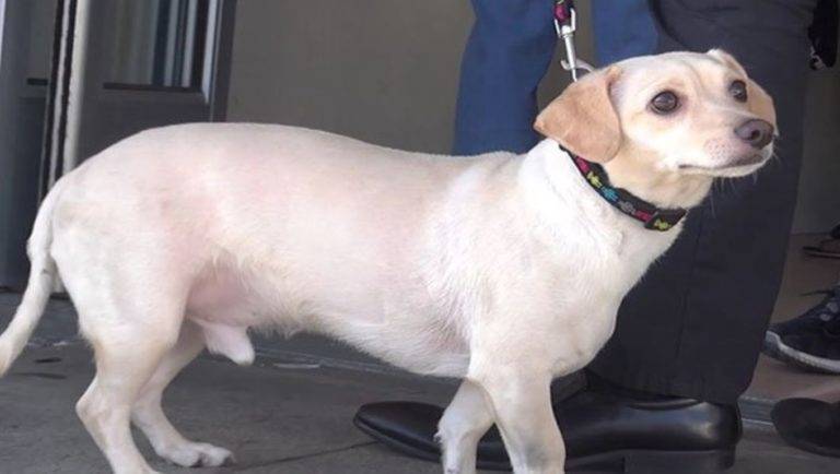 Cachorro percebe que será deixado em um abrigo e implora para não abandoná-lo cachorro-percebe-que-o-tutor-o-entregara-ao-abrigo