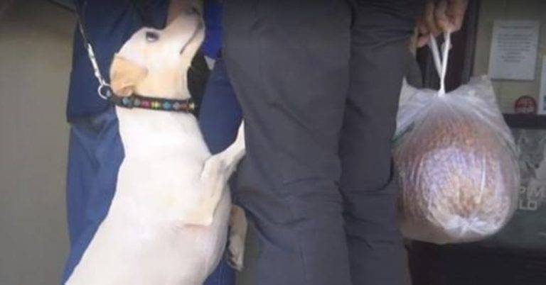 Cachorro percebe que será deixado em um abrigo e implora para não abandoná-lo cachorro-percebe-que-o-tutor-o-entregara-ao-abrigo