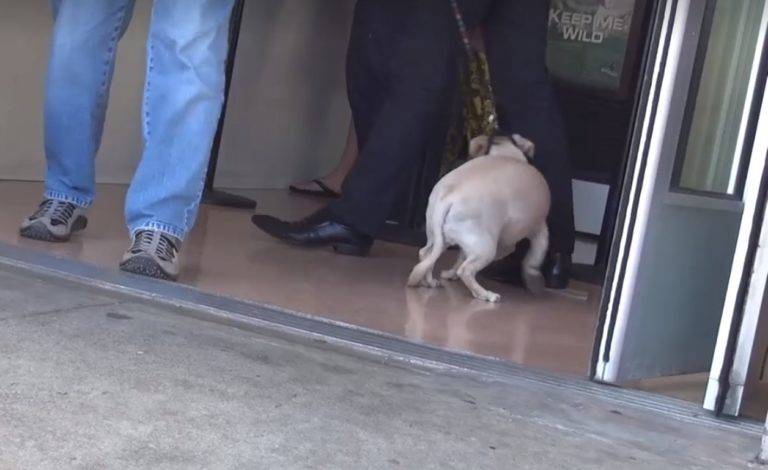 Cachorro percebe que será deixado em um abrigo e implora para não abandoná-lo cachorro-percebe-que-o-tutor-o-entregara-ao-abrigo