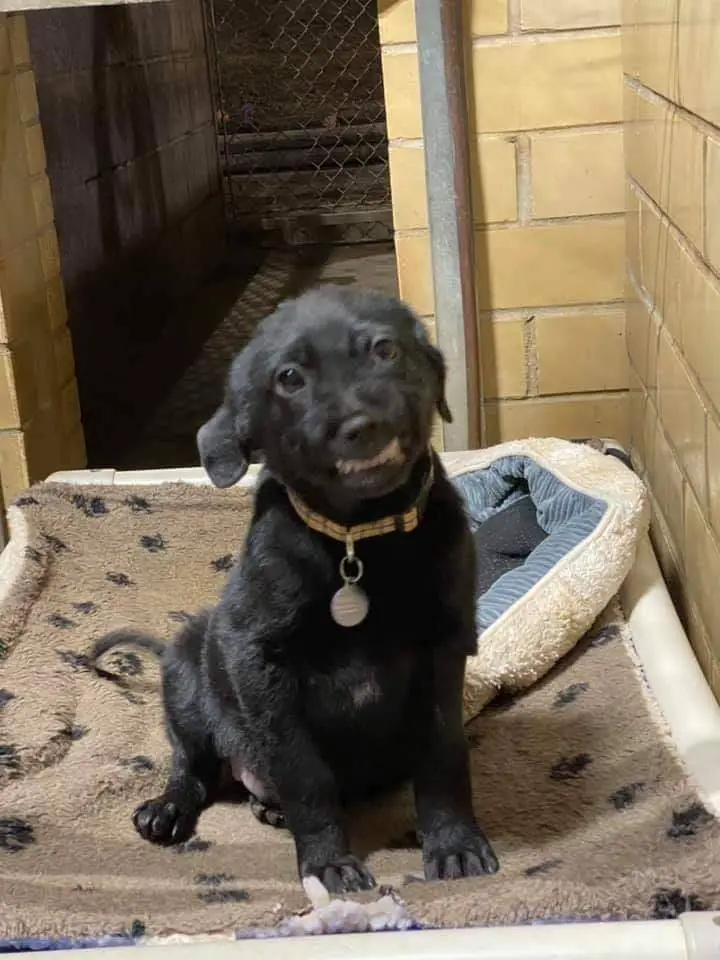 Cachorrinho em busca de uma família sorri para todos que visitam o abrigo cachorro-procura-familia-e-sorri-para-todos-no-abrigo