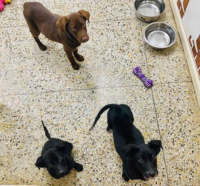 Cachorrinho em busca de uma família sorri para todos que visitam o abrigo cachorro-procura-familia-e-sorri-para-todos-no-abrigo