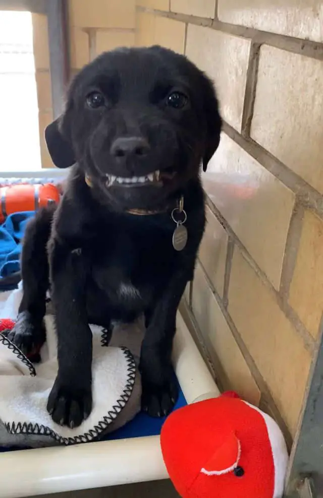 Cachorrinho em busca de uma família sorri para todos que visitam o abrigo cachorro-procura-familia-e-sorri-para-todos-no-abrigo