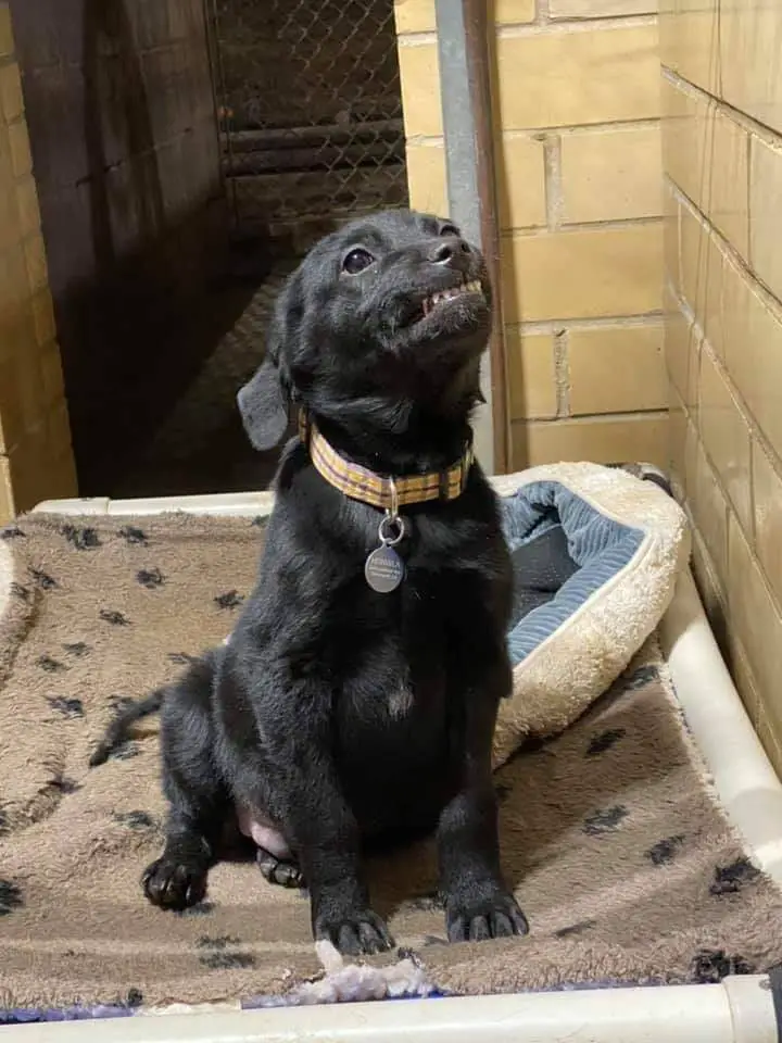 Cachorrinho em busca de uma família sorri para todos que visitam o abrigo cachorro-procura-familia-e-sorri-para-todos-no-abrigo