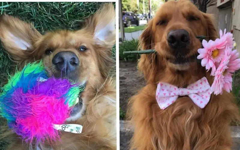 Este cachorrinho joga a bola todos os dias na calçada esperando que alguém brinque com ele cachorro-sabe-como-chamar-a-atencao