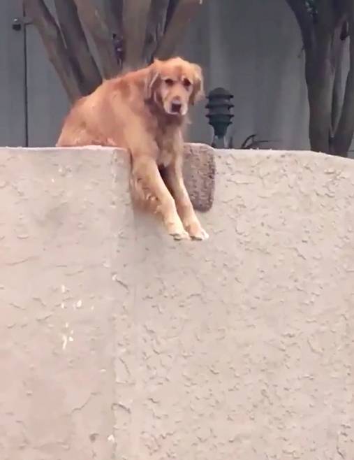 Este cachorrinho joga a bola todos os dias na calçada esperando que alguém brinque com ele cachorro-sabe-como-chamar-a-atencao