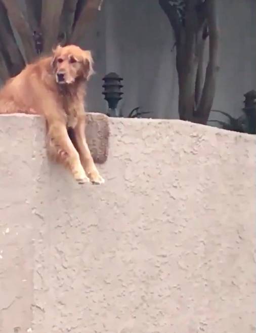 Este cachorrinho joga a bola todos os dias na calçada esperando que alguém brinque com ele cachorro-sabe-como-chamar-a-atencao